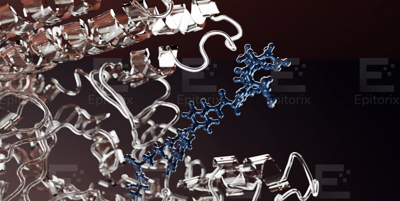 Cinematic all-atom umbrella-sampling trajectory of a peptide binding its target